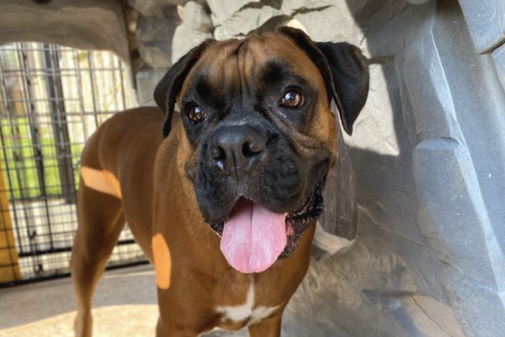 Brown black dog standing with their tongue out.