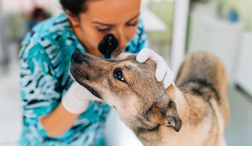 Brown dog examination