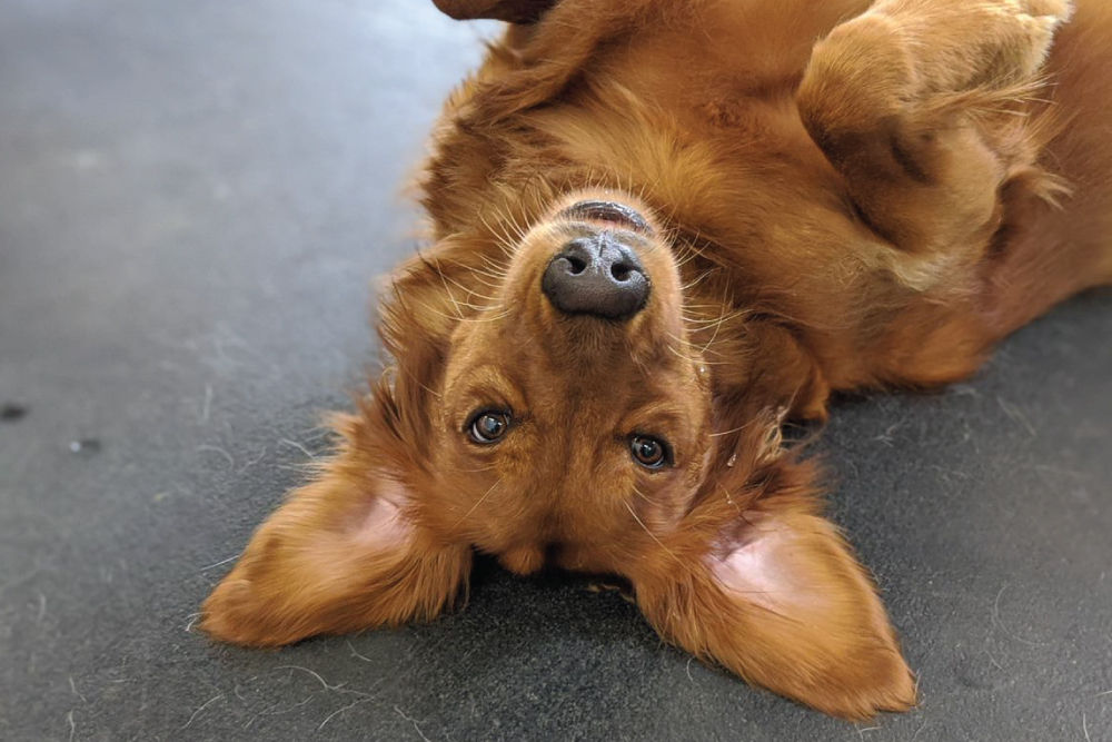 Brown dog laying down