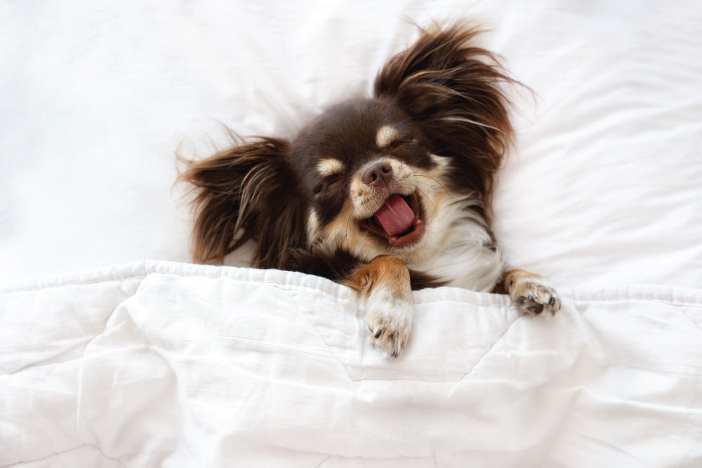 Brown dog yawning while laying in white bed.
