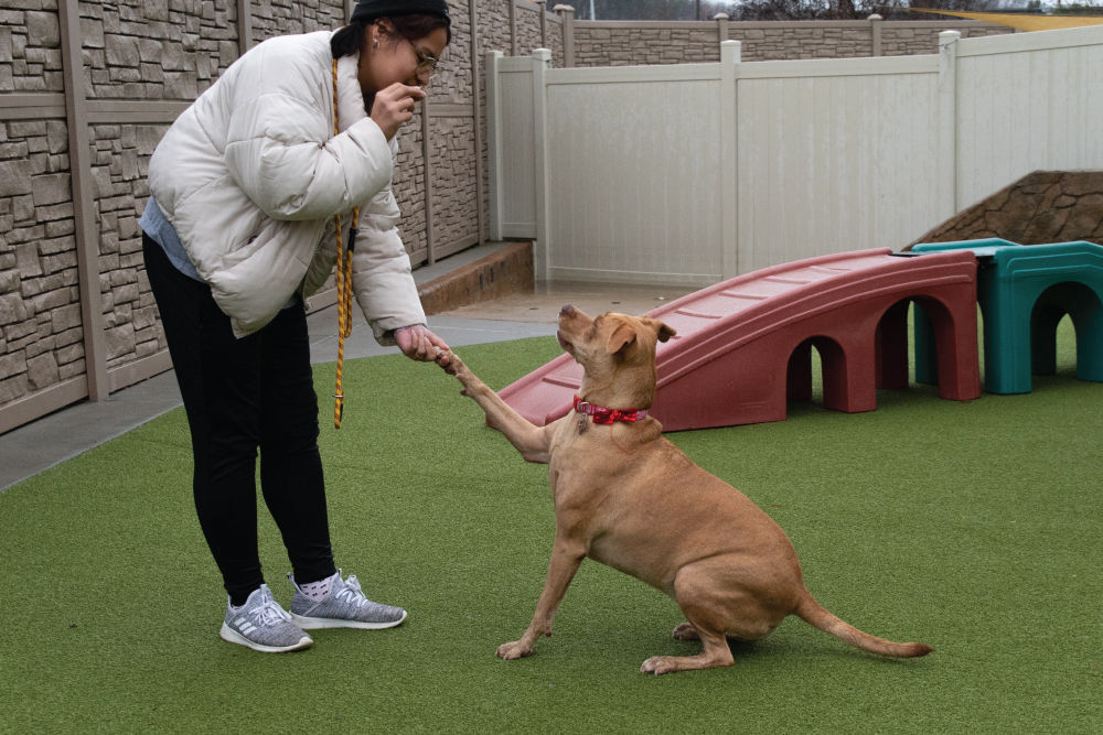 Dog shaking paw with Trainer.