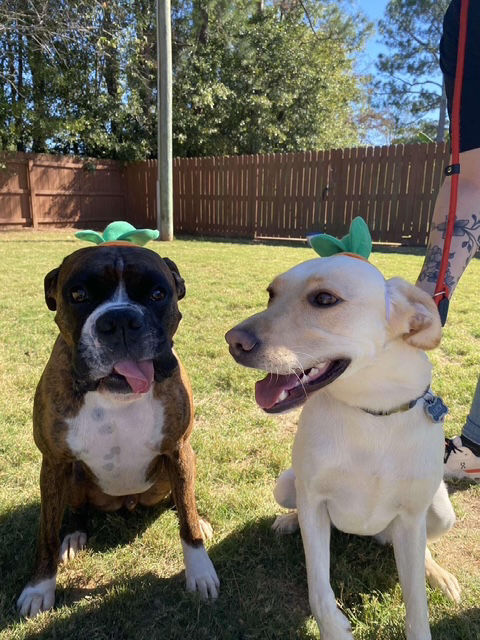 Two dogs sitting next to each other smiling.