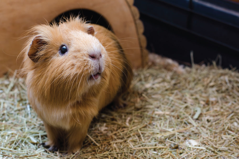 Brown guinea pig in enclosure