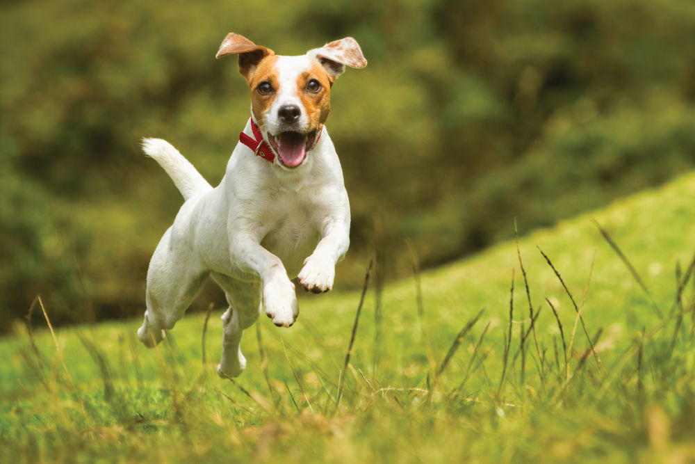 Brown and white dog jumping in grass