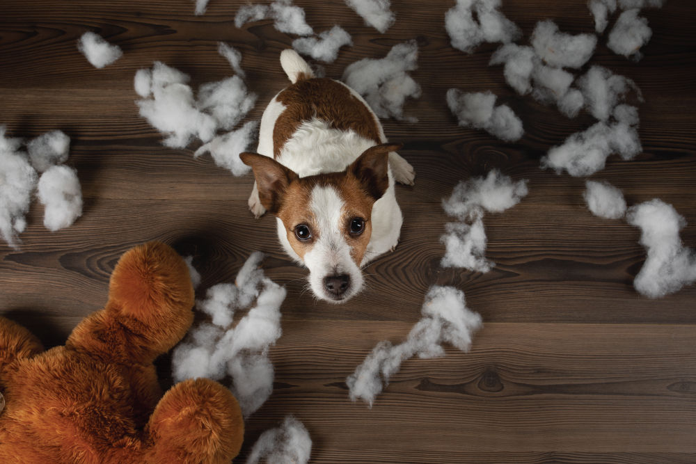 Brown and white dog sitting by torn up stuffed animal