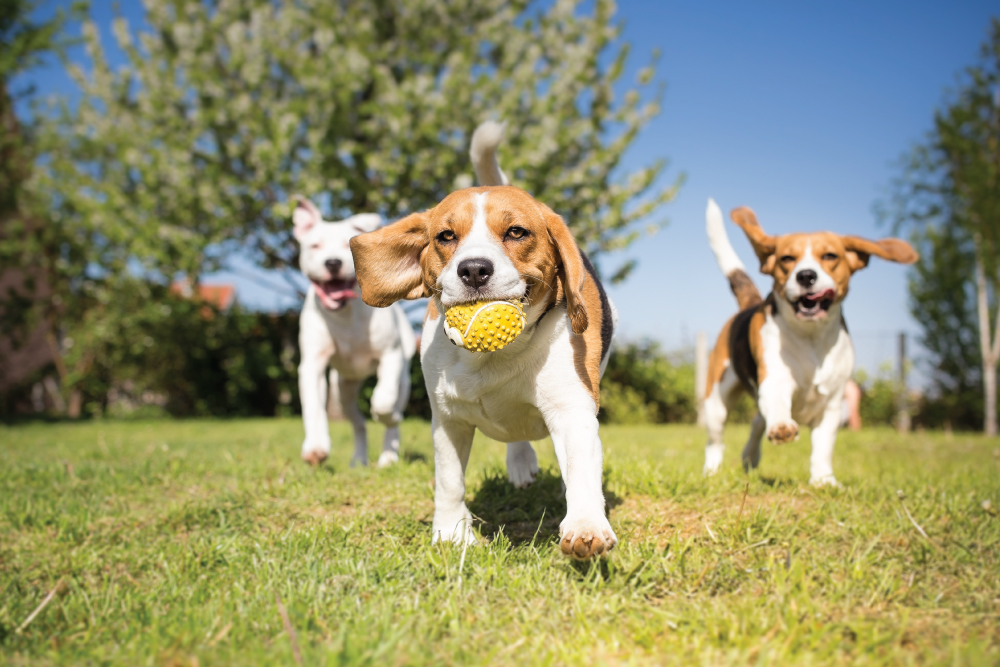 Staff with dogs atdaycare