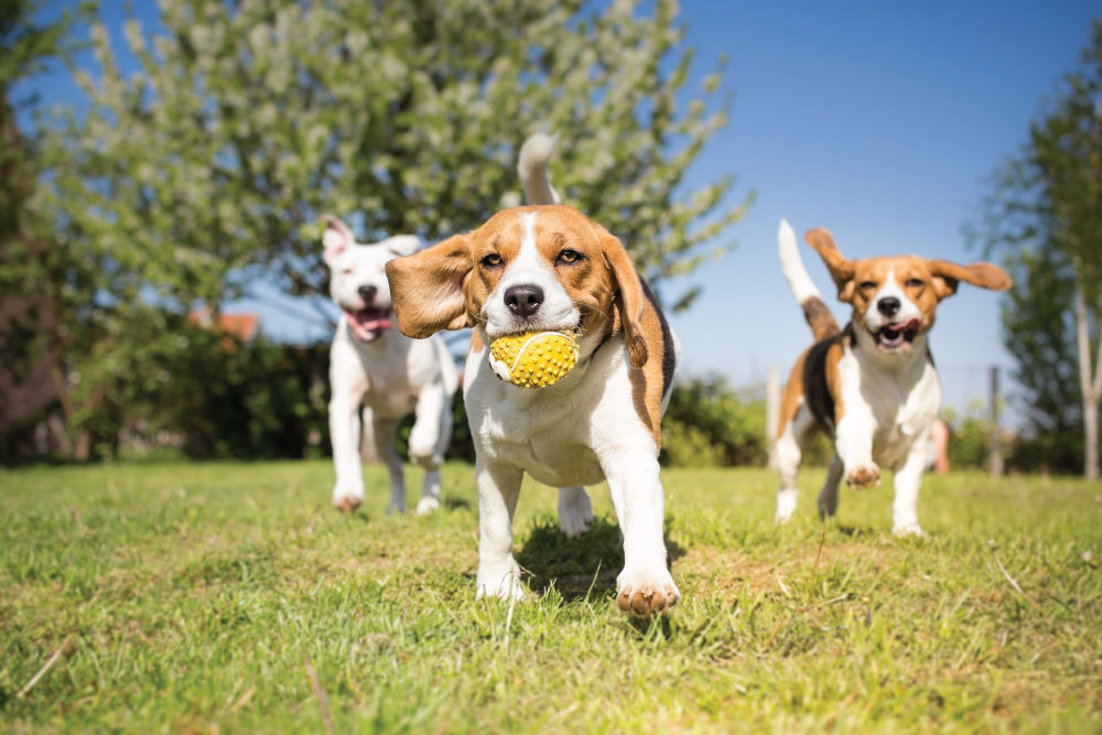 Brown and white dog holding yellow ball with two dogs following.