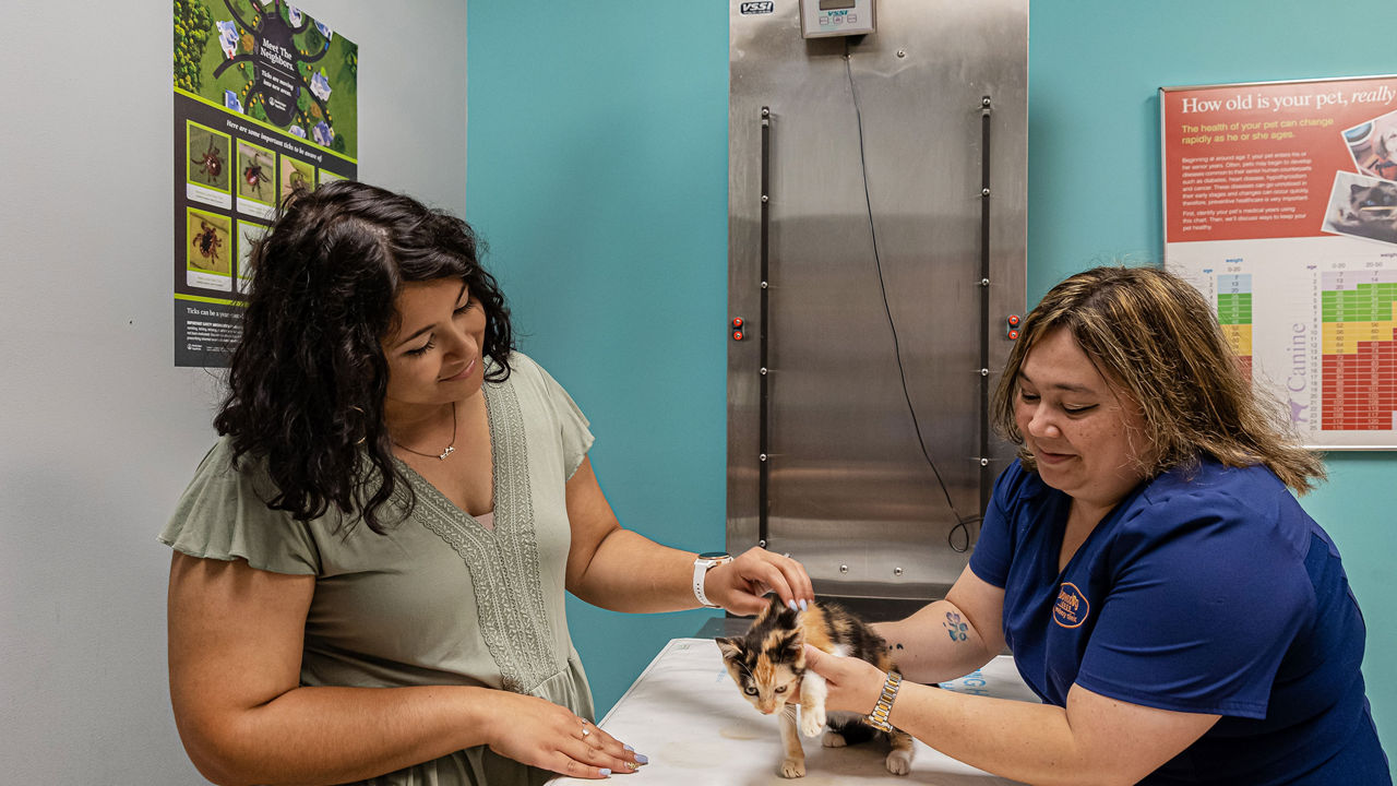 kitten wellness exam at Browndog Lodge Vet in Arlingon TN