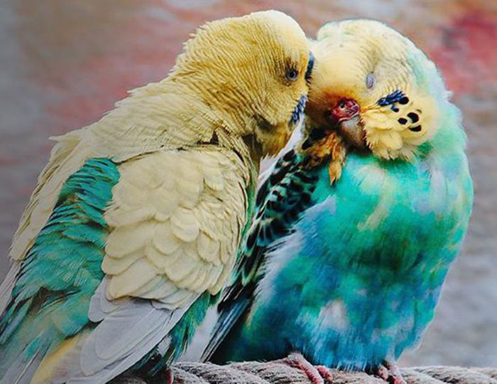 Budgerigars