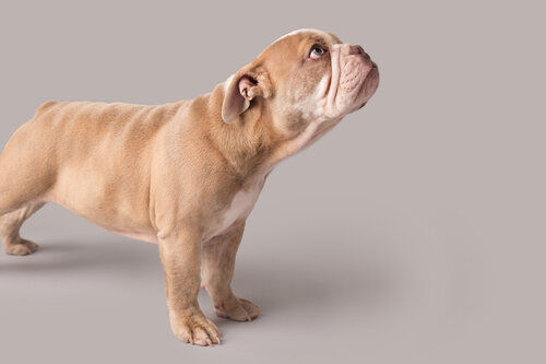 Bulldog Puppy on Isolated Background