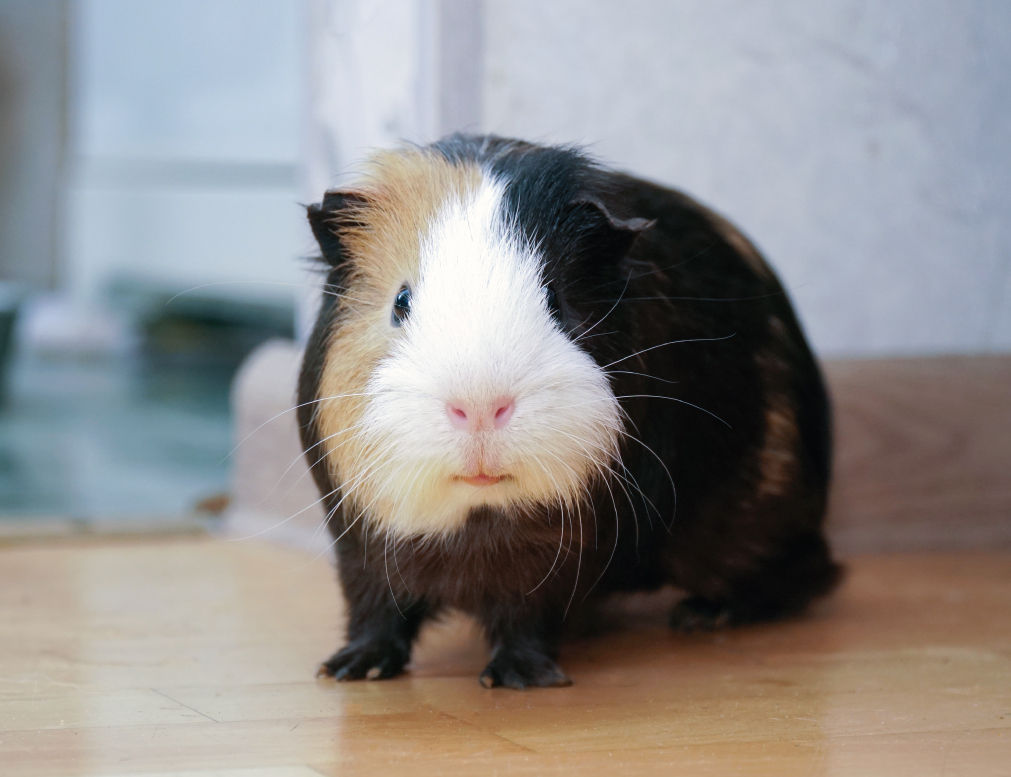 Guinea pig