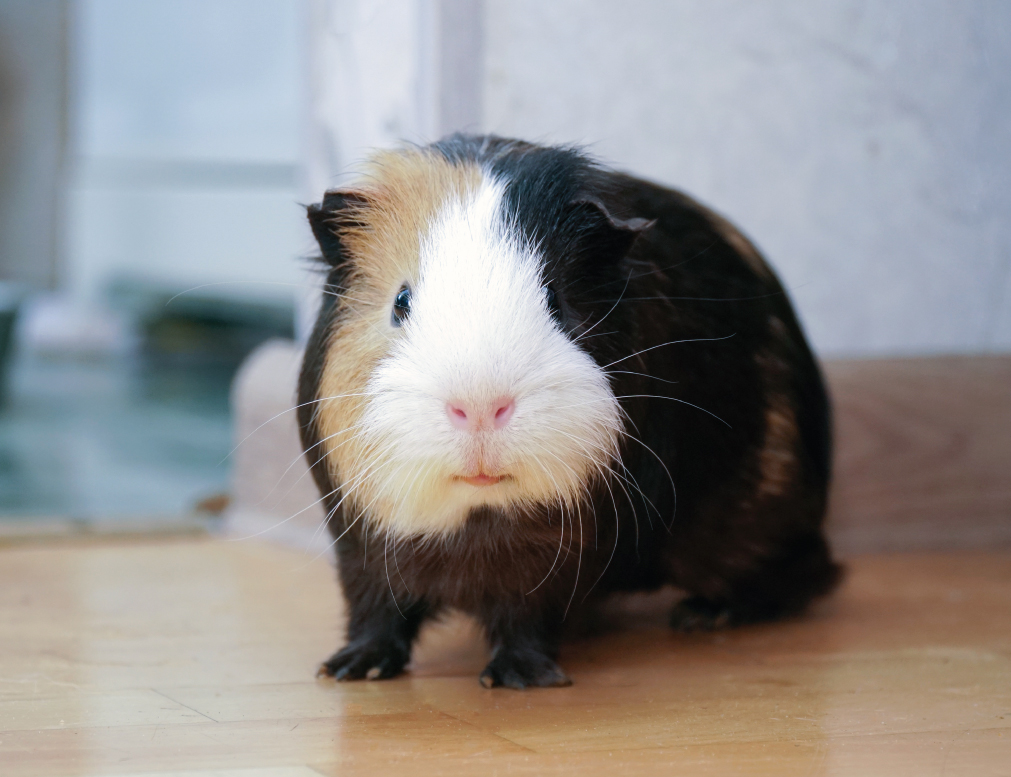 guinea-pig-cage