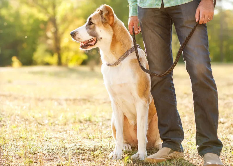 dog with trainer