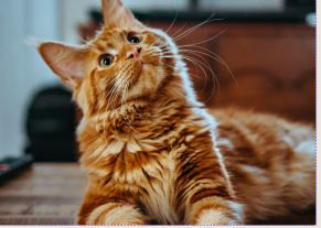 Orange and white striped cat.