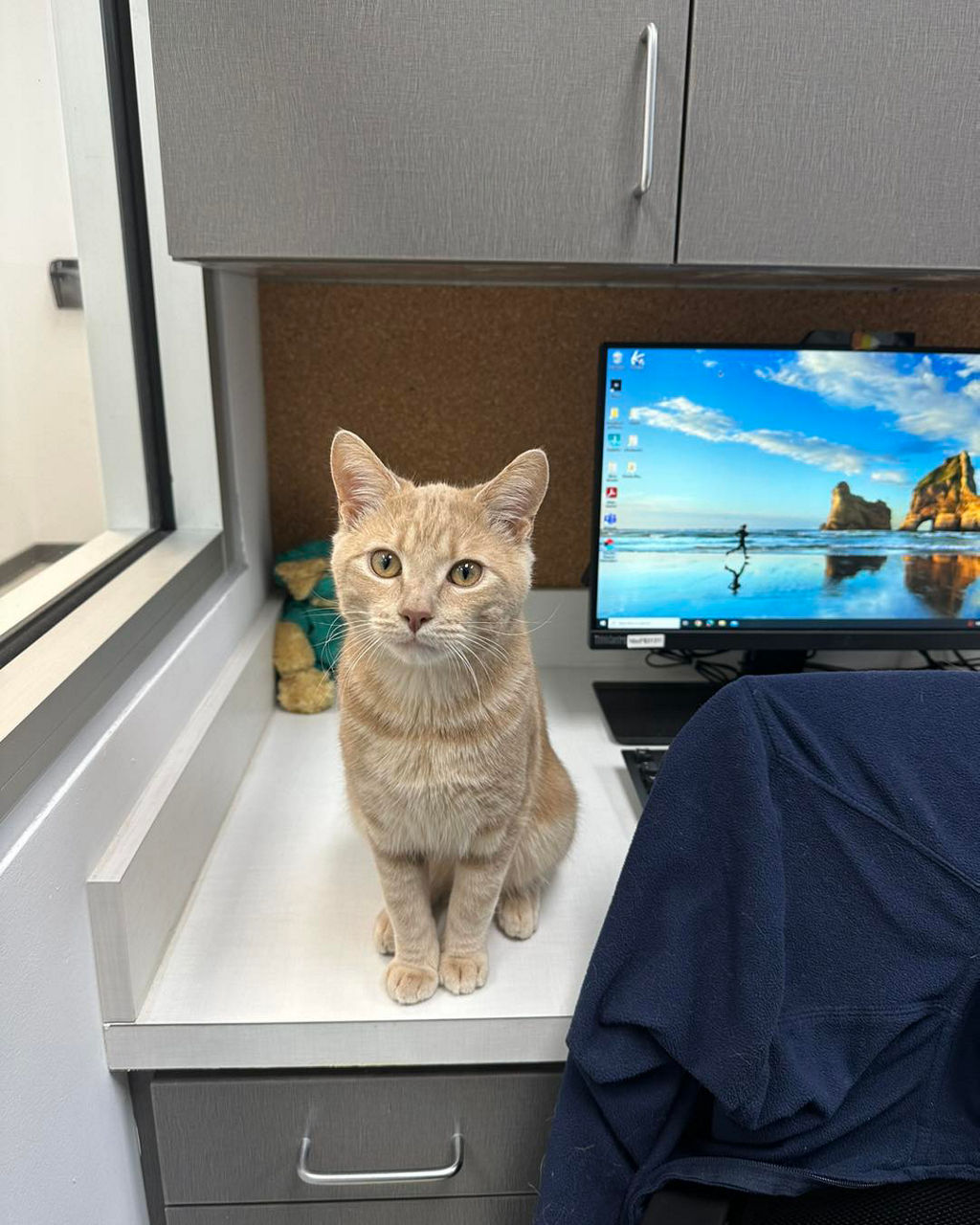 cat lying on a metal table at the vet