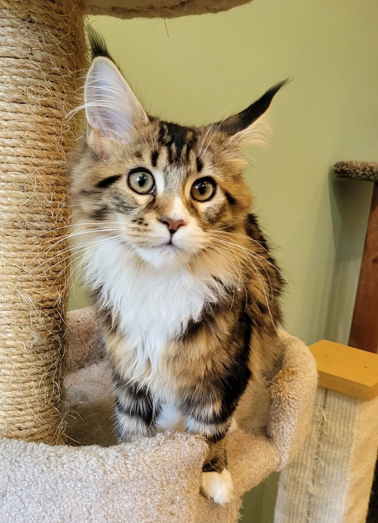 Cat on Tower