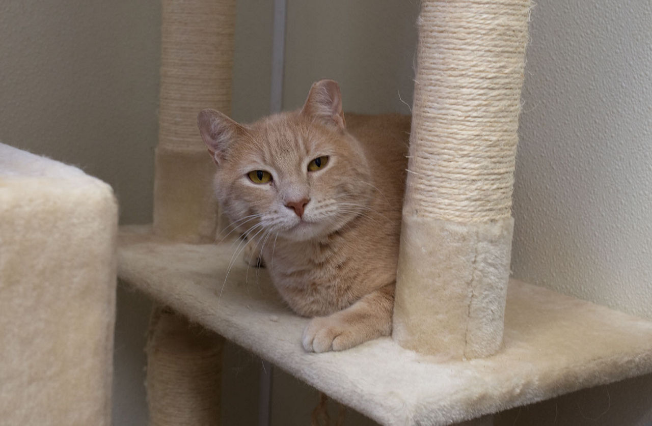 Cat examined by Veterinarian