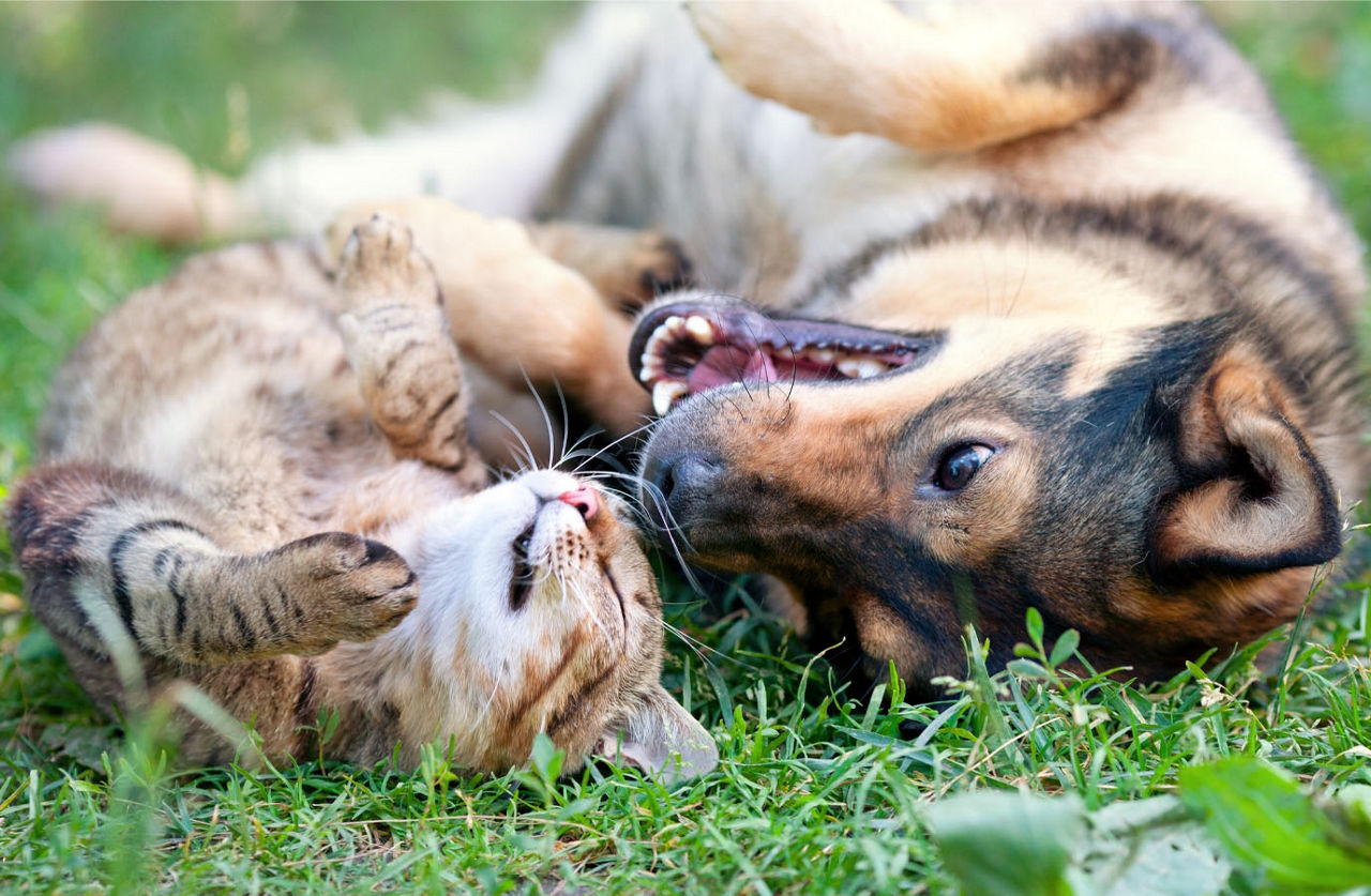 Cat and Dog playing