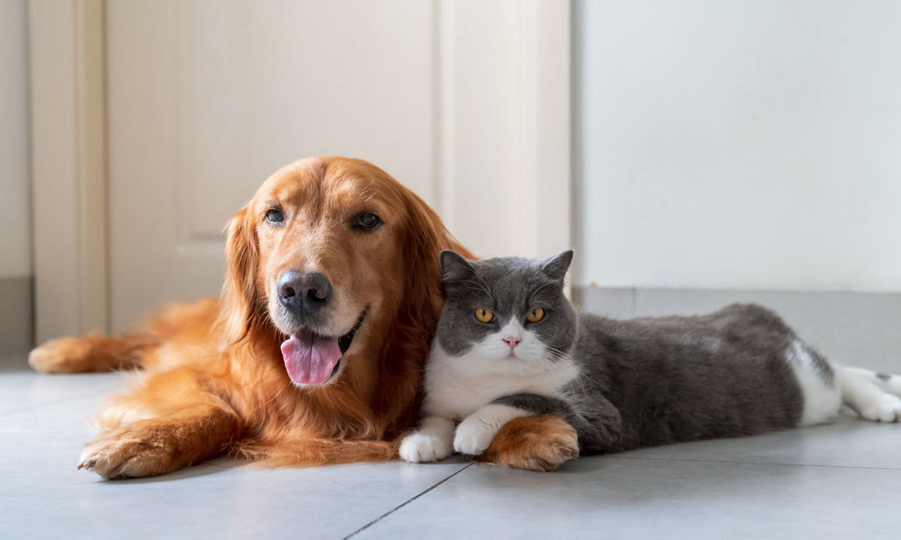 Dog and Cat cuddling