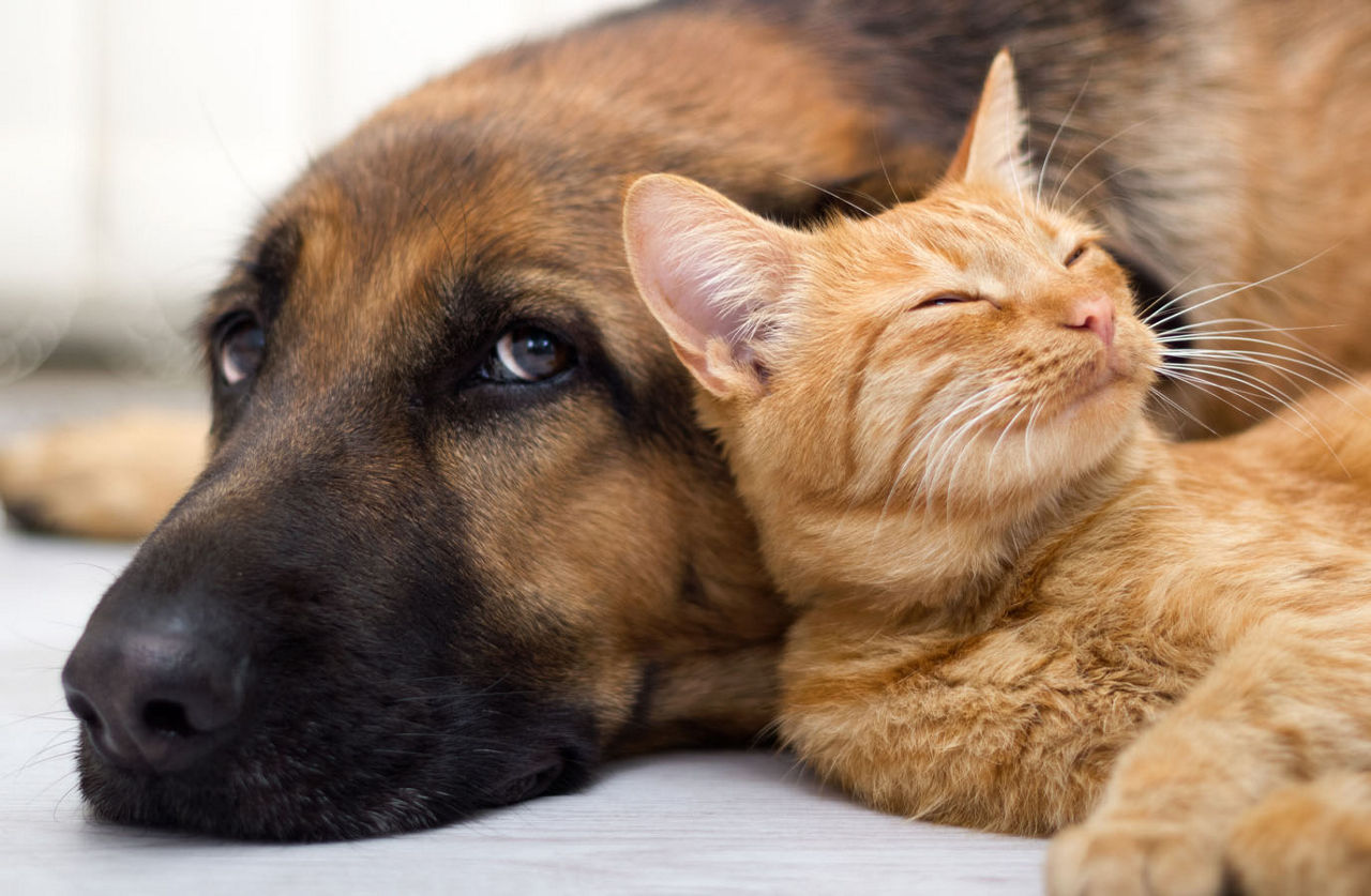 Cat and Dog together