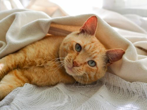 cat-blanket - 1