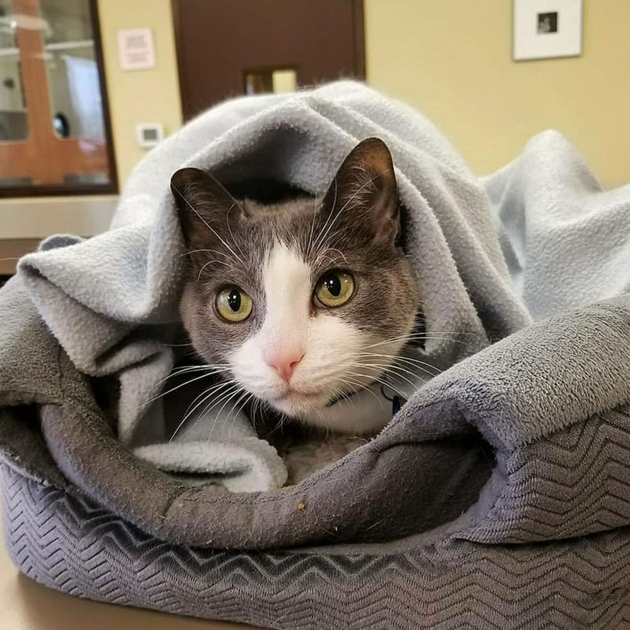 Cat on cat bed under blanket