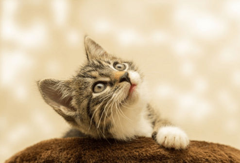 Grey and white kitten looking up.