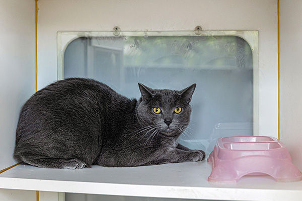 Cat in cat condo