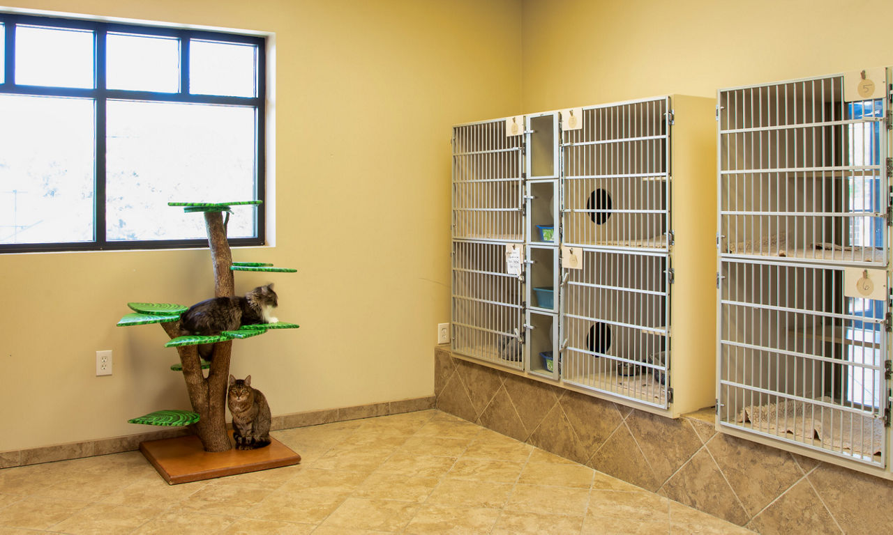 Cat servicing facility
