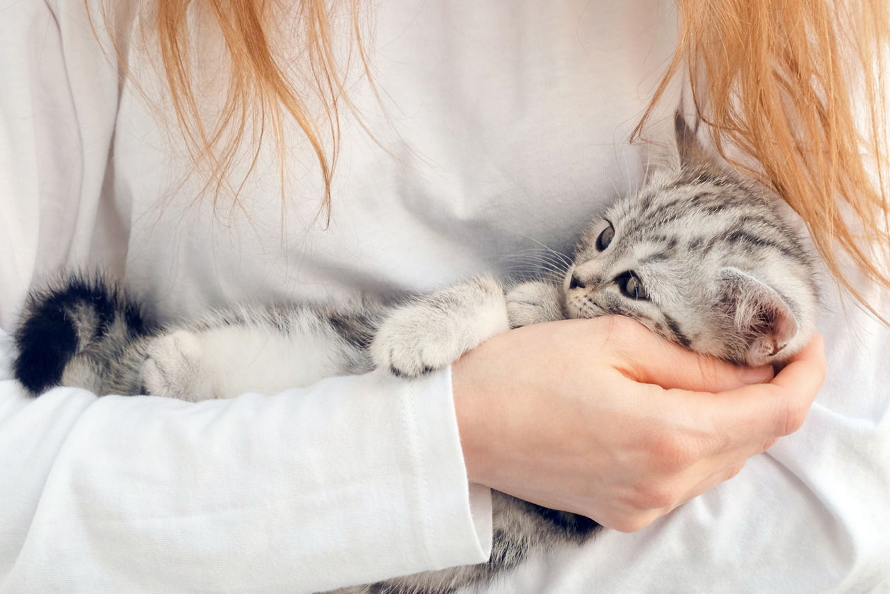 The girl is holding a kitten in her arms. Kitten in the arms of a girl. The girl hugs a little kitten to her.