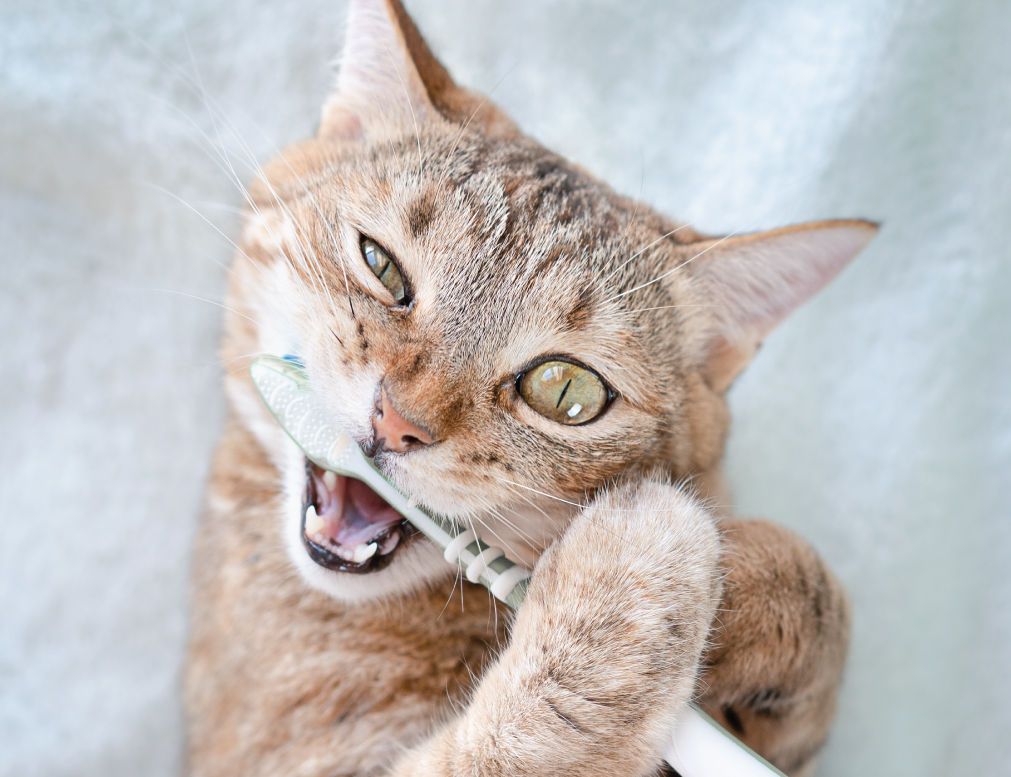 Tabby cat chewing on toothbrush.