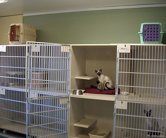 Dog and Cat Boarding Zionsville Country Kennel