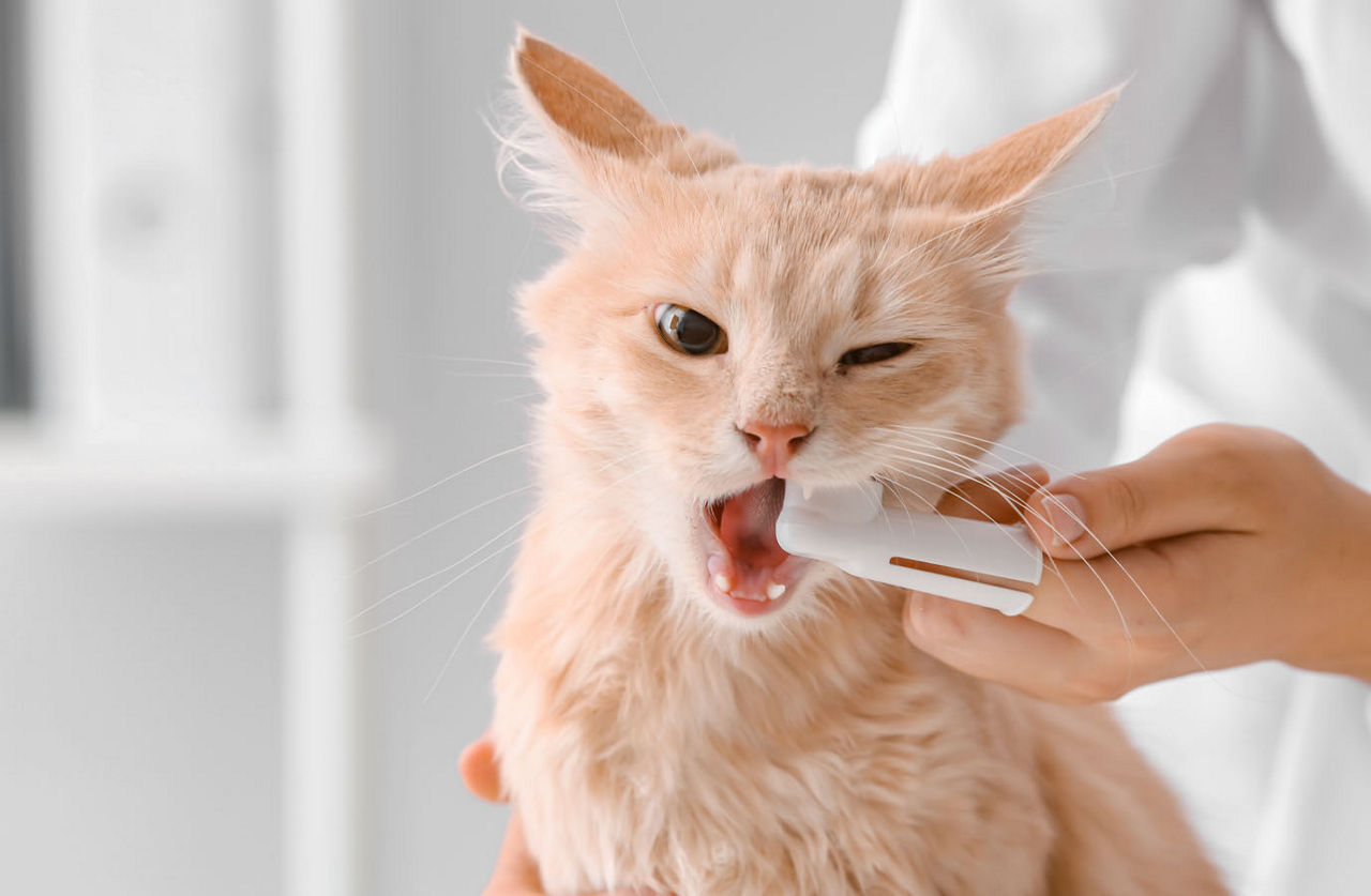 cat dental treatment