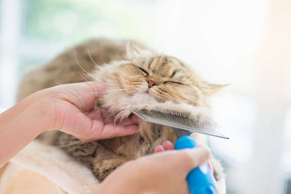 Cat grooming