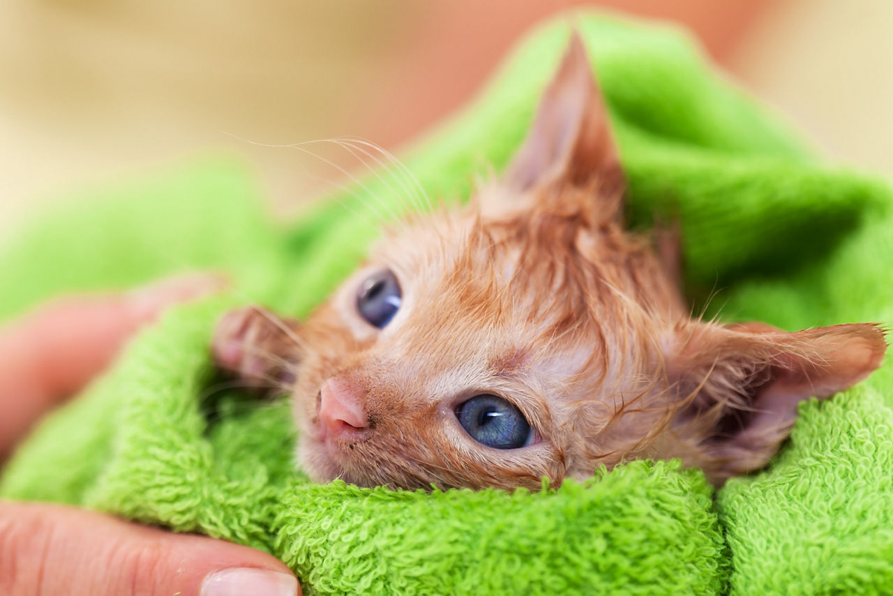 Cute ginger kitten with hope in her eyes dry after bath rolled in a green towel - close up