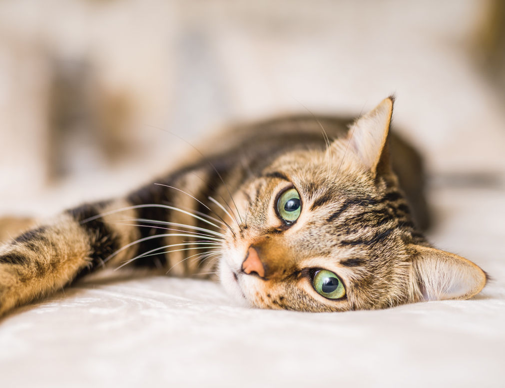 Tabby cat laying on bed.