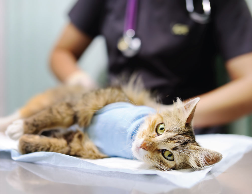 Cat Laying On Medical Table