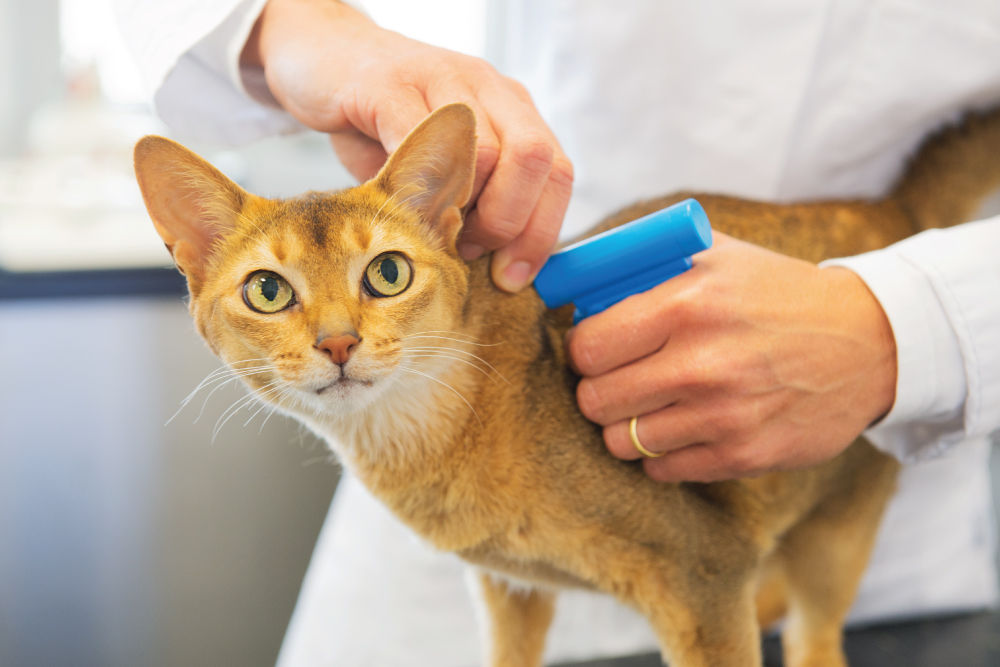 Cat being microchipped