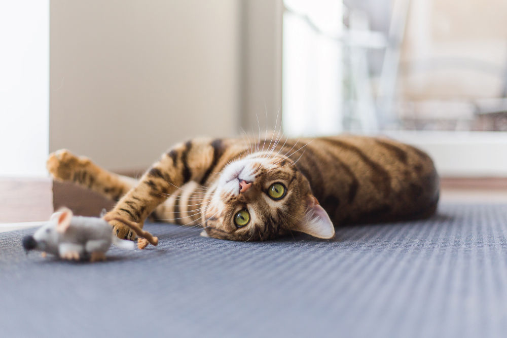 Cat playing with mouse toy on floor.