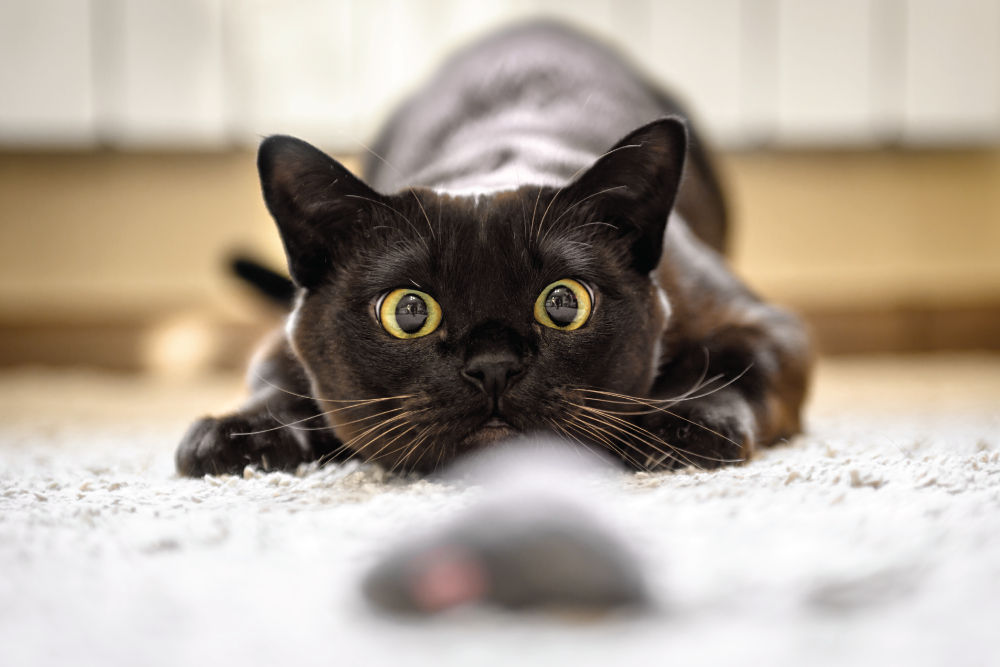 Cat ready to pounce on a toy mouse.