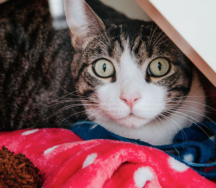 cat resting at boarding