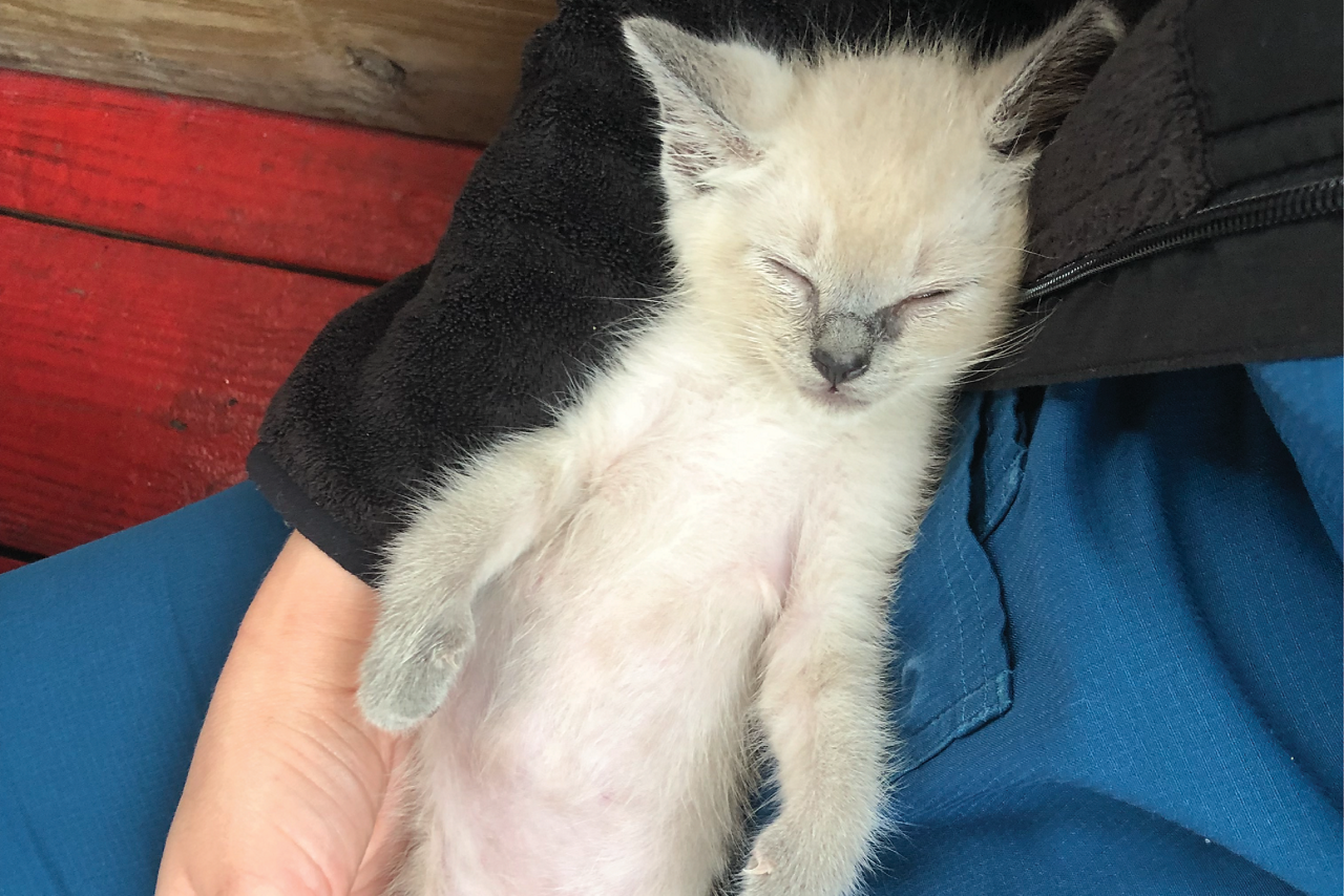 Cat Sleeping Staff Holding