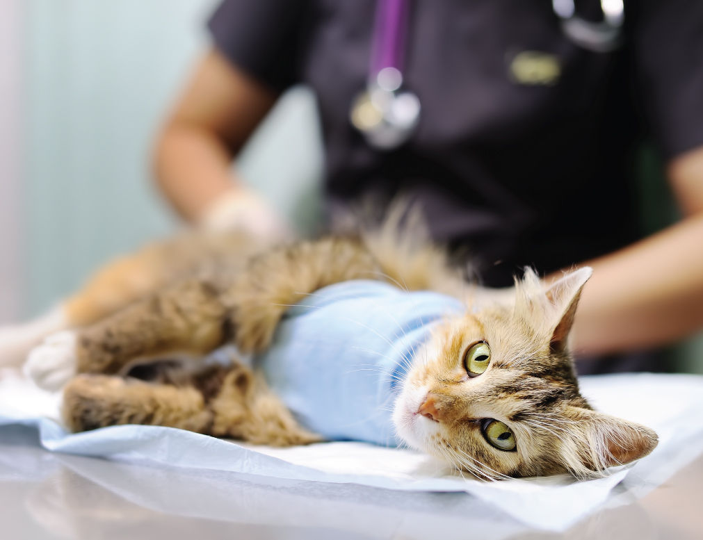 Cat being prepped for surgery.