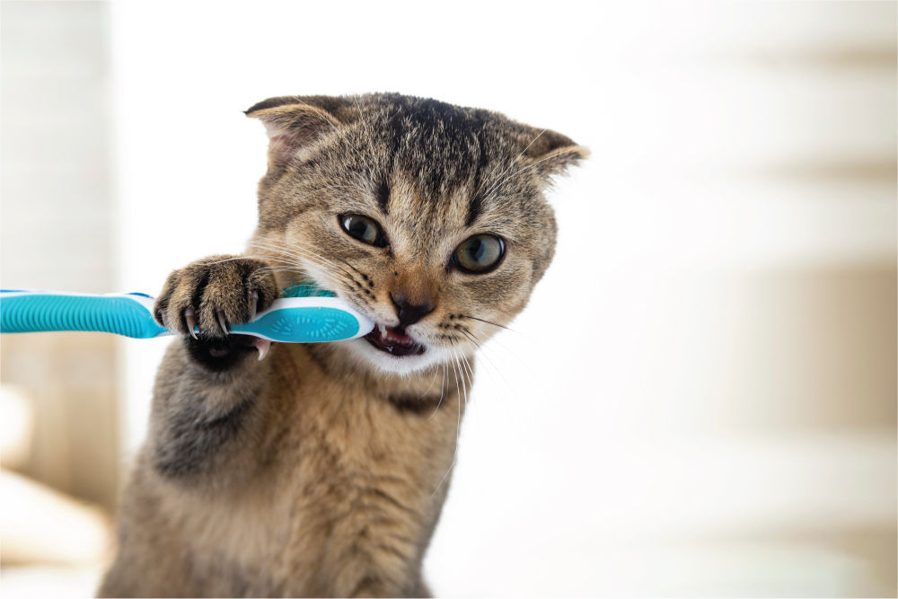 Cat holding toothbrush to their moutn