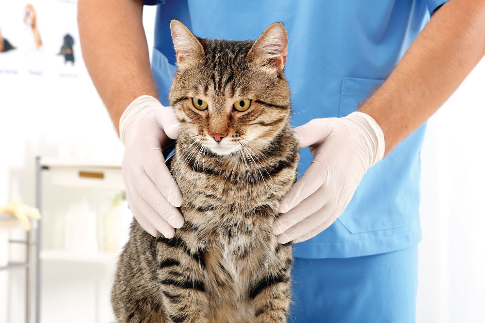 Cat being examined by Veterinarian