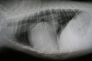 cat x-ray