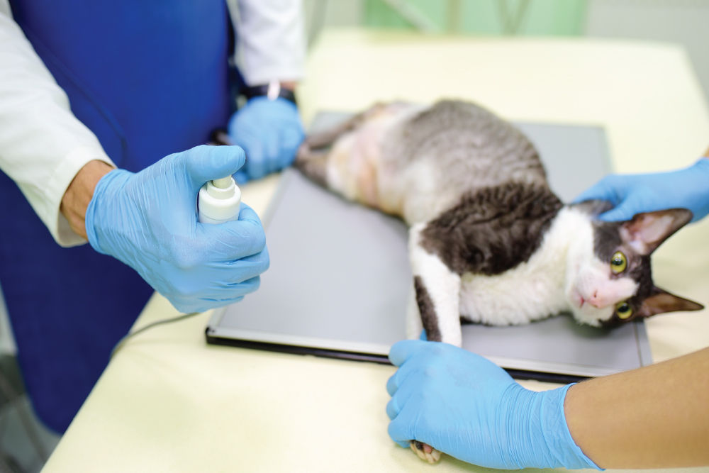 Cat receiving an xray