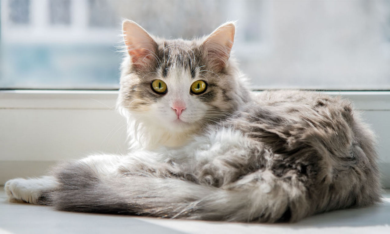 Cat examined by Veterinarian