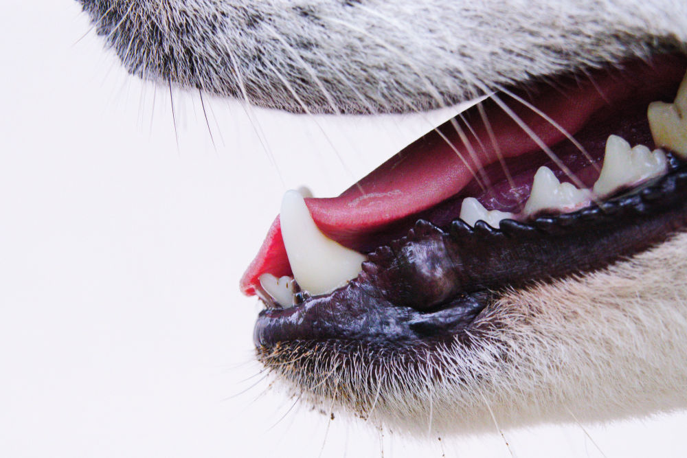 Close up of dog's teeth.