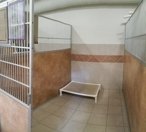 smiling-golden-retriever-grass